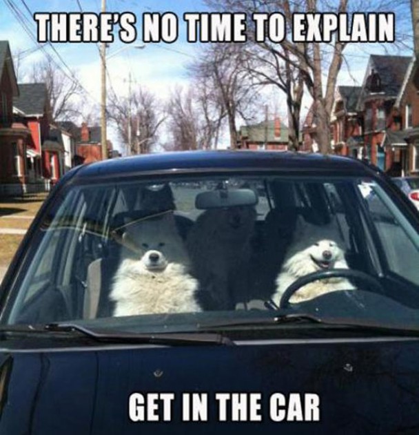 Dogs Driving meme