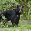 A black bear ripped apart a Ford Ranger.