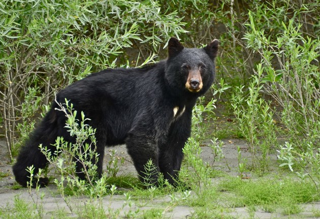 A black bear ripped apart a Ford Ranger. 