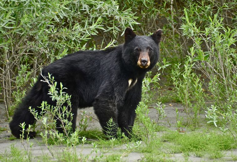 A black bear ripped apart a Ford Ranger.