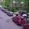 Russian dogs eat Toyota RAV4