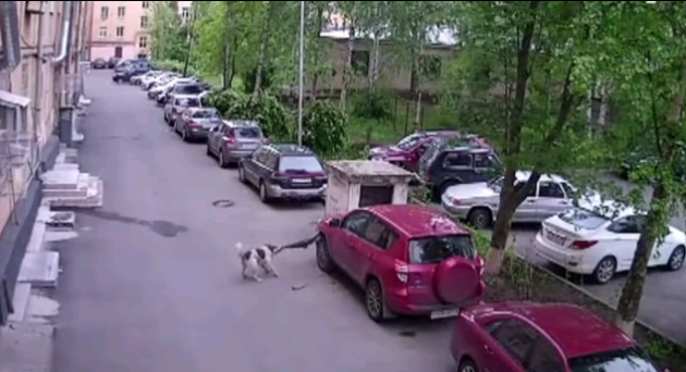 Russian dogs eat Toyota RAV4