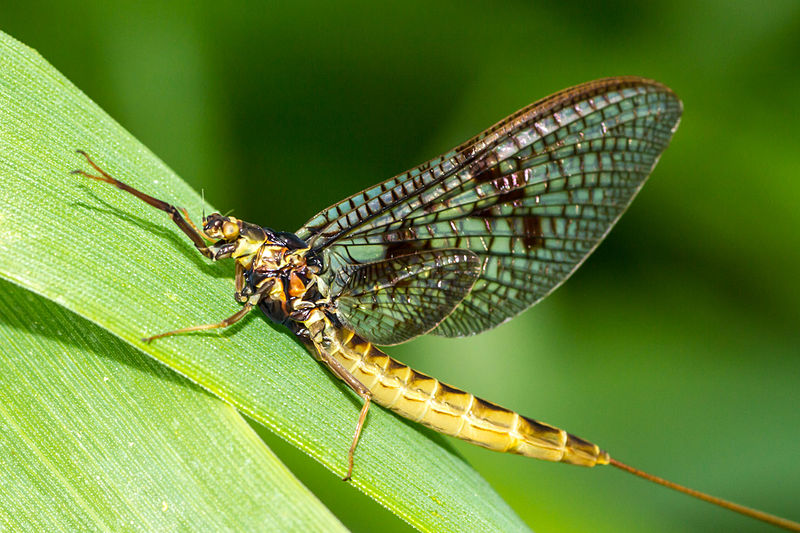 https://thenewswheel.com/wp-content/uploads/2015/06/Mayfly.jpg