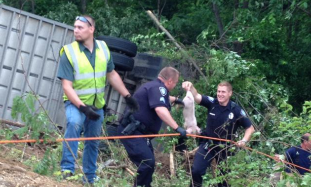 Loose pigs in Xenia, Ohio