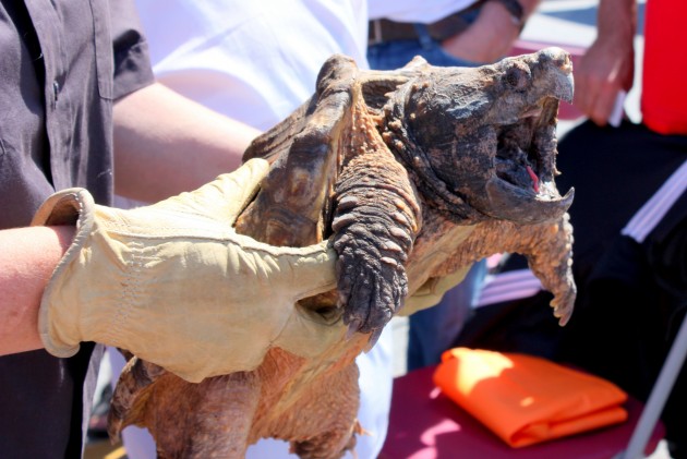 Snapping Turtle