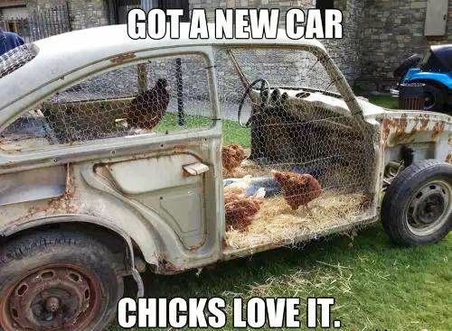 chicken coupe