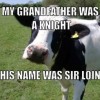 cow pun