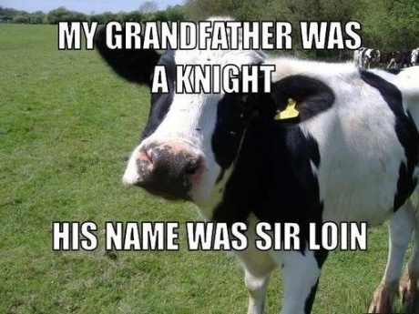 cow pun