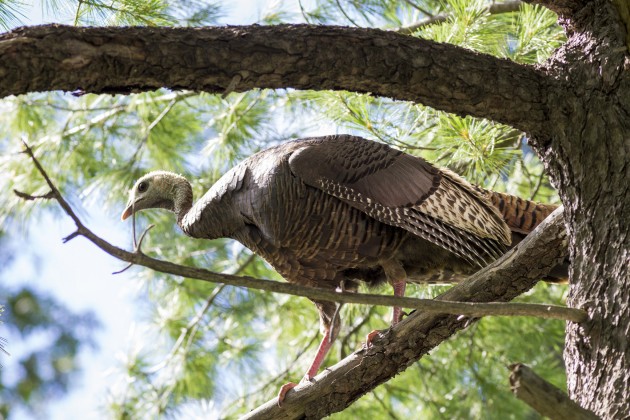 Wild Turkey