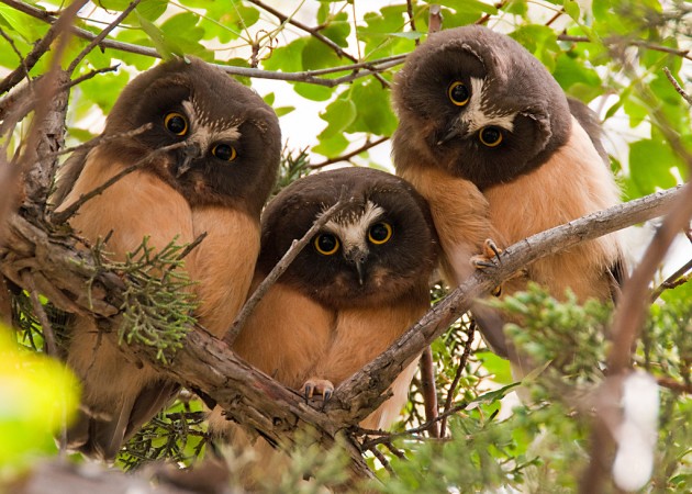 Northern Saw-whet owls