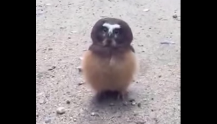 Colorado Northern Saw-whet Owl