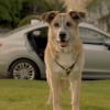 The adorable dog from the Subaru Impreza ad, "Dream Weekend"