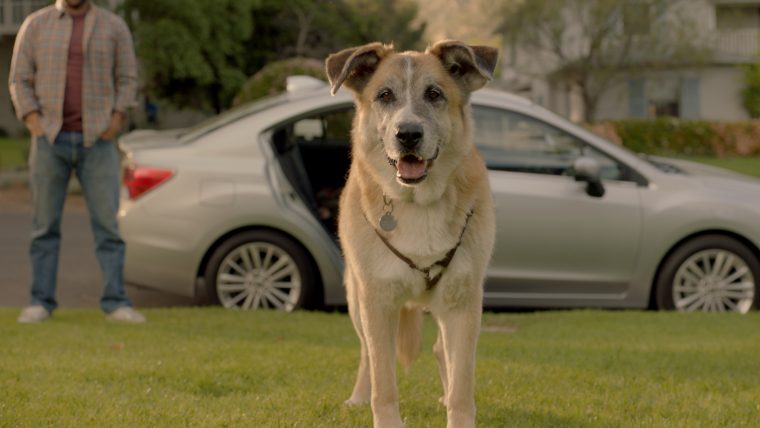 The adorable dog from the Subaru Impreza ad, "Dream Weekend"