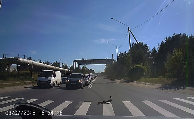 Ducks Crossing The Road