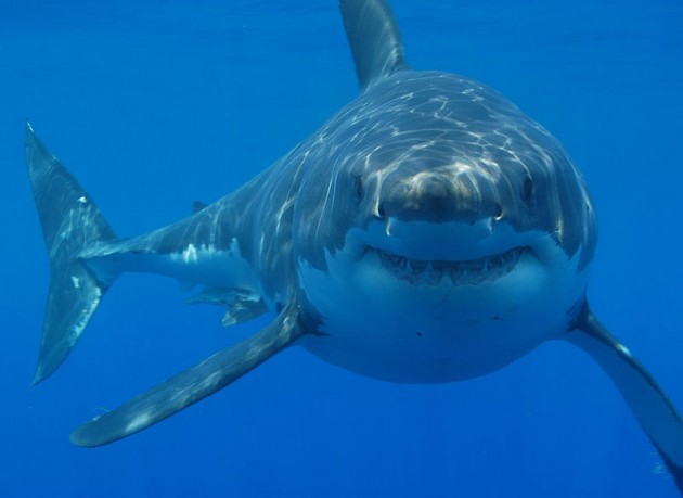 Great White Shark