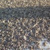 Mayfly pile