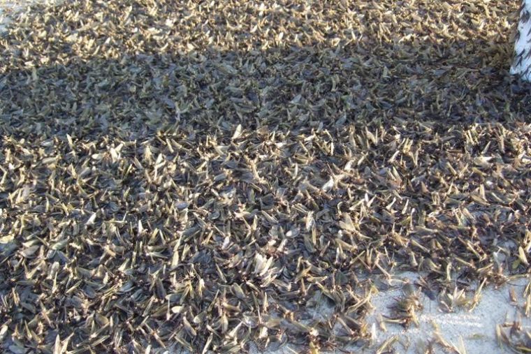 Mayfly pile