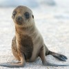 Sea Lion Baby