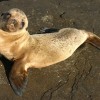 Sea Lion Pup