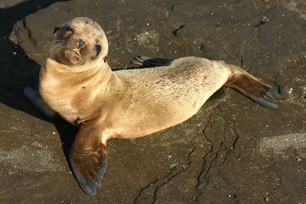 Sea Lion Pup