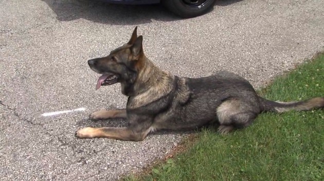 Ohio ‘No K9 Left Behind’ Program Aims to Keep Police Dogs Safe from Hot Cars