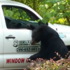 Bear Climbing into Pickup Truck