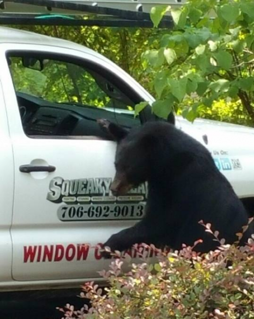 Bear Climbing into Pickup Truck