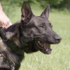 Blitz the dog officer from the Oakland County K-9 Unit rides in a Chevy Tahoe PPV