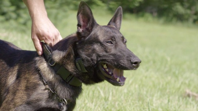 Blitz the dog officer from the Oakland County K-9 Unit rides in a Chevy Tahoe PPV