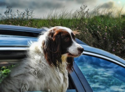 dog in car seat window hair