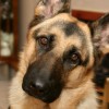 Jennifer Beal Defends Decision To Leave German Shepherd Inside Hot Vehicle