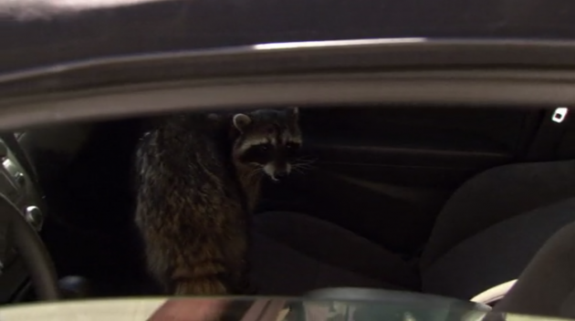 The Office - Goodbye, Toby - Raccoon