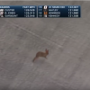 NASCAR Rabbit on the Track