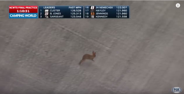 NASCAR Rabbit on the Track