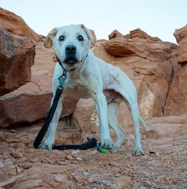 Poh the dog road trips across America