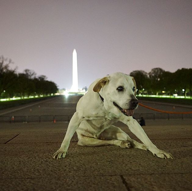 Poh the dog road trips across America