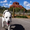 Poh the dog road trips across America