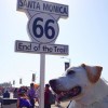 Poh the dog road trips across America