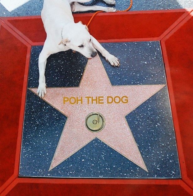 Poh the dog road trips across America