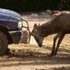 Deer and car butt heads