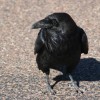 Crow