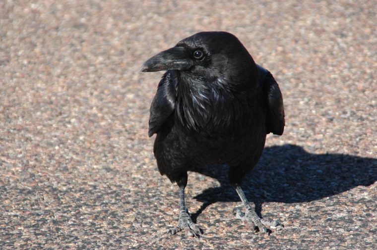 Crow