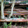 Old Car City Tree Through Bumper