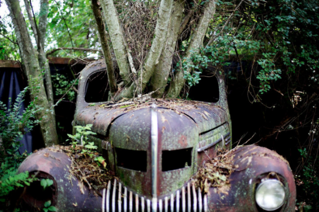 Old Car City Tree Through Hood