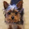 Yorkshire Terrier - Jack Jack