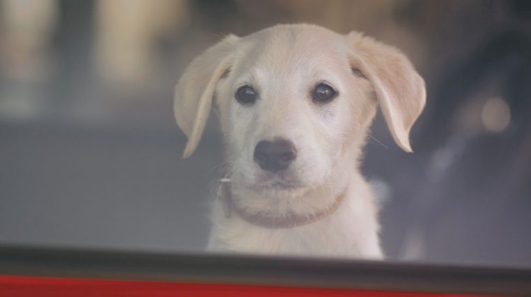 Dog from Opel OnStar commercial