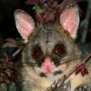 Brush tail possum