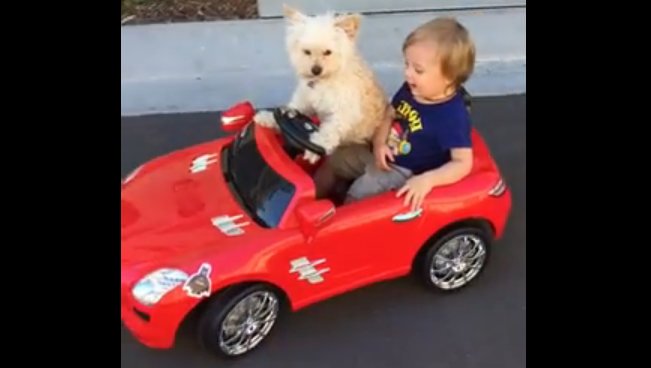 A video has recently been uploaded to YouTube that looks to show a small dog driving around in remote car with a very small human child.