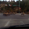 A group of ELK were caught on tape as they loitered at a busy intersection in Colorado