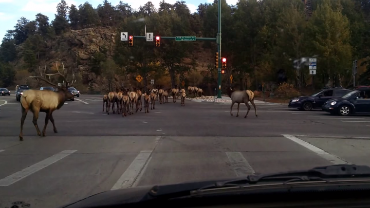 A group of ELK were caught on tape as they loitered at a busy intersection in Colorado